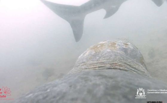 Невероятни кадри разкриват как костенурка се защитава от акула (видео)