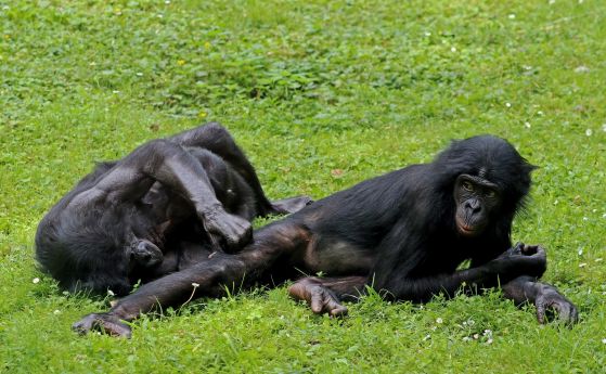 Бонобо, подобно на хората, изпитват чувство на отговорност при вършенето на общи задачи