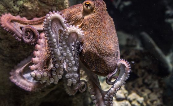 Октоподите удрят рибите, които ловуват заедно с тях