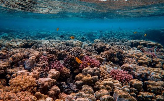 Кораловите рифове и климатичните промени