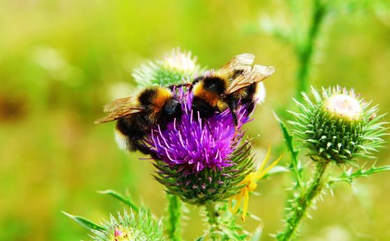 По-големите земни пчели избират по-внимателно на кои цветове да кацнат
