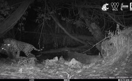 Редки кадри показват как ягуар убива оцелот в конкуренция за вода (видео)