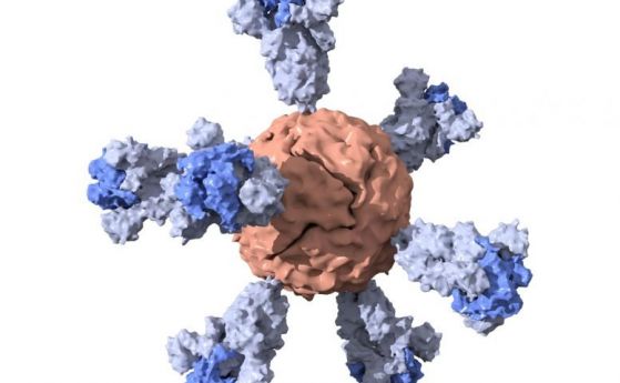 Ваксина на Станфорд за COVID-19 с наночастици работи само с една доза и не изисква хладилник