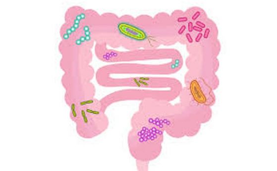Тежестта на COVID-19 се свързва с чревни бактерии в първо по рода си проучване