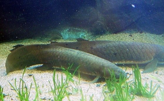 Огромният геном на двойнодишащите риби изяснява как гръбначните животни са завладели сушата