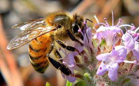 Една четвърт от всички известни видове пчели не са виждани от 1990 г. и това е лоша новина