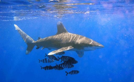 71% спад на броя на акулите