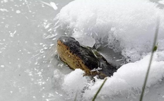 Алигаторите се превръщат в ледени скулптури с муцуни, стърчащи от замръзналата вода