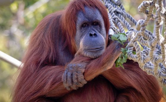 Орангутани и бонобо от зоопарка в Сан Диего са ваксинирани срещу коронавирус