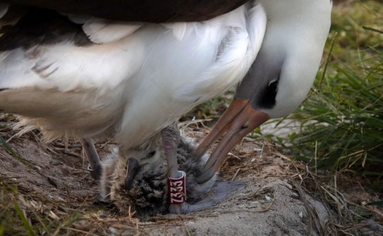 Oтново майка на 70 години, Тя е най-старата дива птица, албатросът Уиздъм (видео)