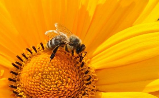 Дали намаляването на популациите на пчелите е естествен процес?