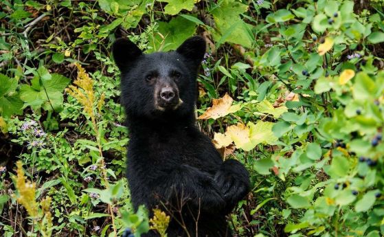 Съобщенията за "Голямата стъпка" нарастват, когато в района има поне 900 черни мечки