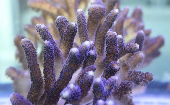Коралите ще издържат на изменението на климата, откриха учените (видео)