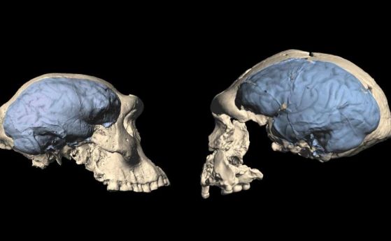 Мозъкът на нашите предци остава изненадващо маймунски до относително наскоро