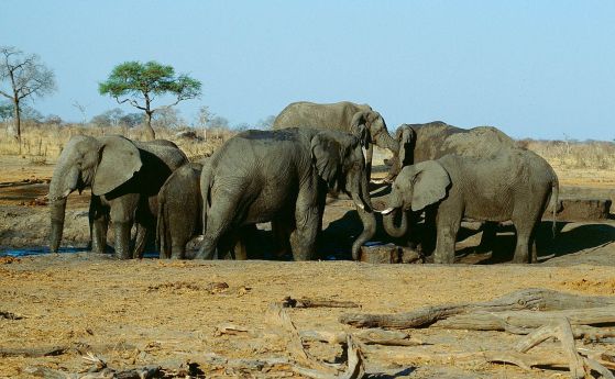 Предполагаем бракониер е починал стъпкан от слонове
