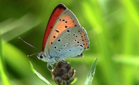 Повече азот от торове и фосилни горива може да означава по-малко пеперуди (видео)
