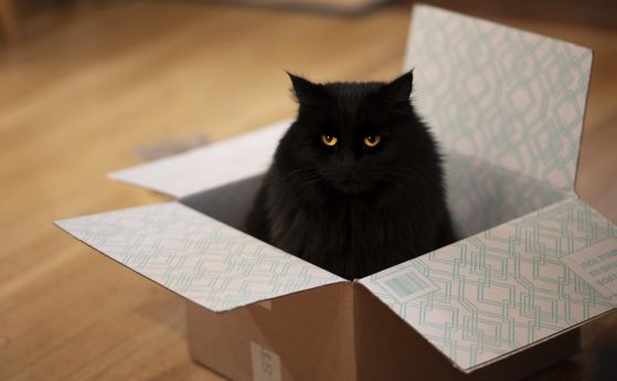 Склонността на котките да седят в кутии включва и въображаеми квадрати