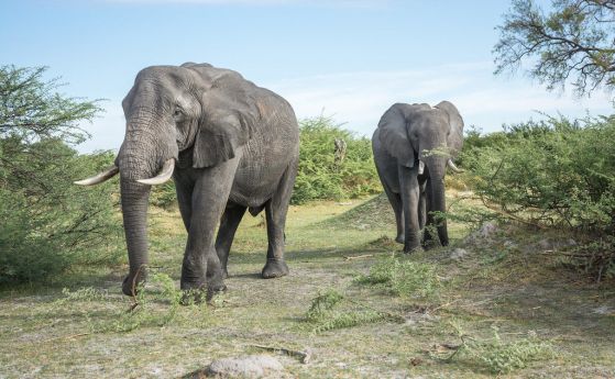 Масово умират слонове в Ботсвана. Учените не знаят защо
