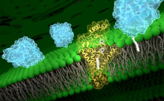 Открит е изцяло нов вид биомолекула от учени от Станфорд