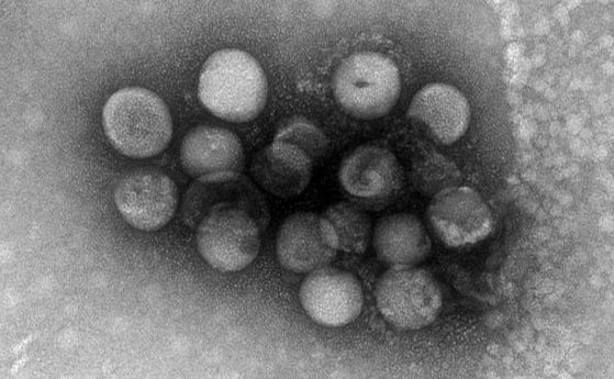 Още два животински коронавируса могат да заразяват хора
