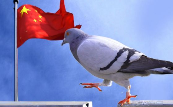 Китай съобщава за първи случай на човек, заразен с птичи грип H10N3