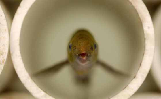 Тези риби говорят с електричество по човешки маниер