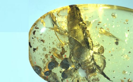 Раждане "на живо" в кехлибар отпреди 99 милиона години