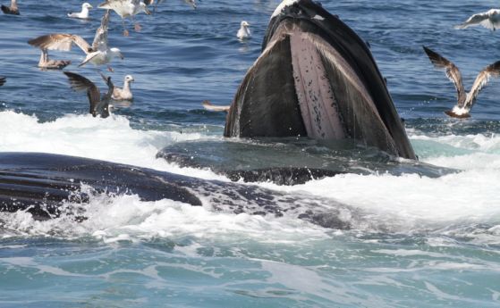 Водолаз оцелява, след като попада в устата на гърбат кит