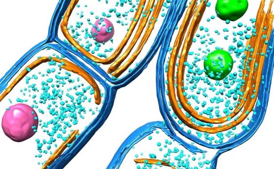 Как цианобактериите развиват своите фотосинтезни машини