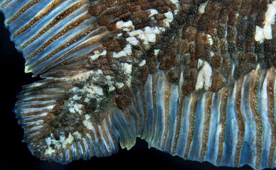 Рибите „живи фосили“ целакант могат да живеят до 100 години, установяват учени
