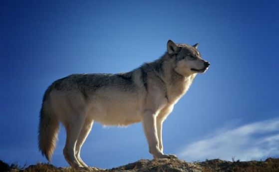 Защо кучетата не приличат на вълци. Изследванията разкриват генетични следи при домашните животни