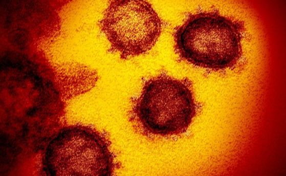 Преди около 25 000 години епидемия от коронавирус е избухнала в Източна Азия, показва геномно проучване