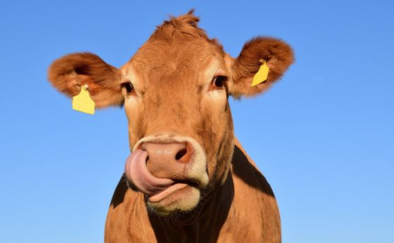 Микробите в стомаха на говедата може да са отговорът в борбата с пластмасата