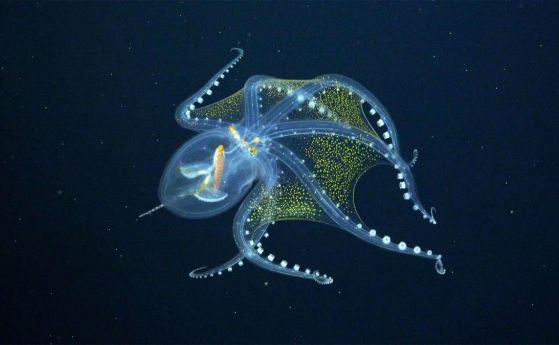 Редки кадри на стъклен октопод (видео)