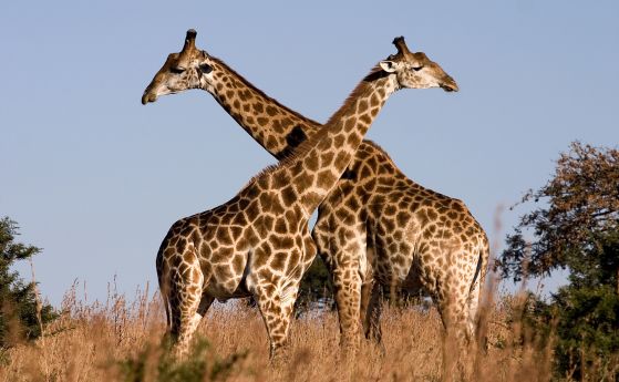 Жирафите се оказаха силно социални животни с матриархат
