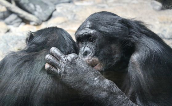 Бонобо използват знаци за ''здравей'' и ''довиждане'', когато общуват