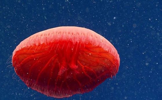 Дълбоководна камера улавя нов вид кървавочервена медуза (видео)