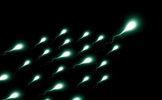 Антитела, атакуващи сперматозоидите са в основата на нова разработка за контрацептиви
