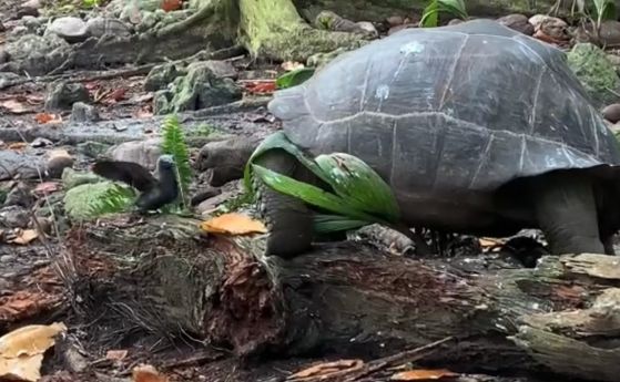 Гигантска костенурка е заснета да дебне, убива и изяжда птица (видео)