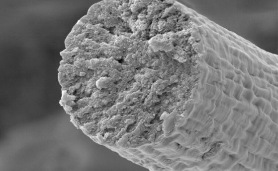 Синтетичната биология накара микробите да изграждат мускули