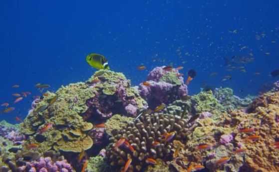 Някои коралови рифове се приспособиха неочаквано бързо към глобалното затопляне