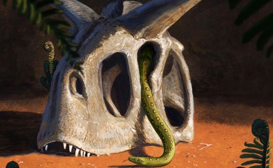 Всички съвременни змии са еволюирали от няколко вида оцелели от астероида, убил динозаврите