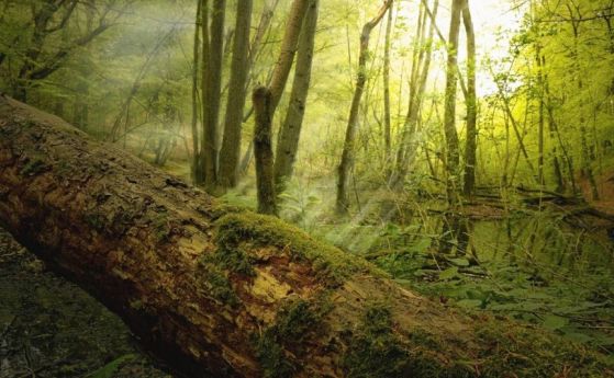 Мъртвите дървета отделят 10,9 гигатона въглерод годишно - повече от всички емисии на изкопаеми горива, взети заедно