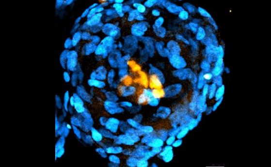 Учени изграждат подобни на ембриони структури от човешки стволови клетки