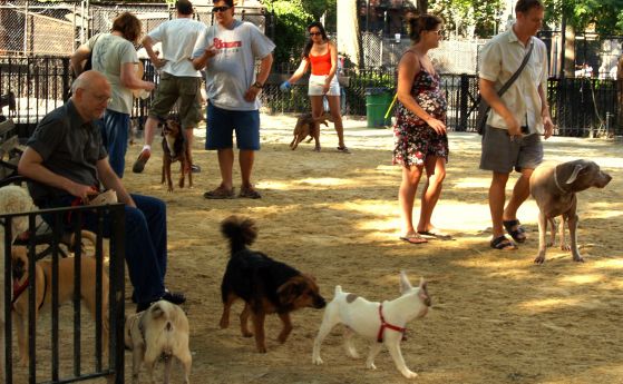  Пазете се от кучешки паркове: Кучешки паразит е развил устойчивост към всички лекарства