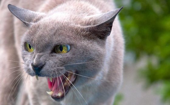 Защо домашните котки не могат да реват, а само мъркат?
