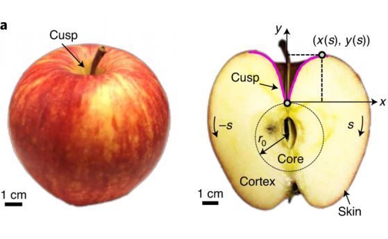 Физици изведоха формулата за формата на ябълката и я потвърдиха експериментално 