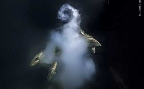 Снимка на „експлозивно сътворение“ печели конкурса „Фотограф на годината за дивата природа“ 