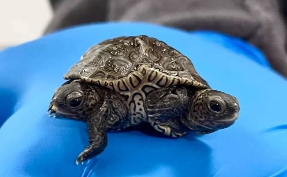 Редки двуглави костенурки са излюпени в Масачузетс