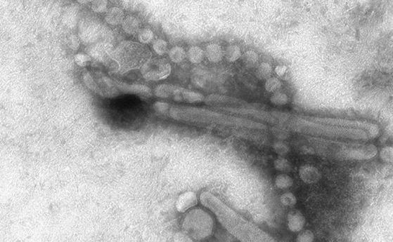 Пандемията на COVID може да доведе до изчезване на грипен щам
